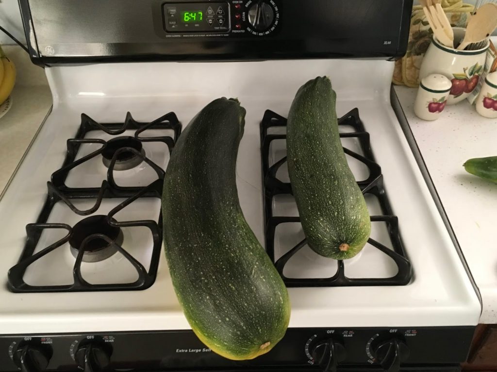 I used these two zucchinis, to make my zucchini lasagna 