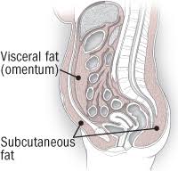 Visceral fat and Subcutaneous fat how they work.